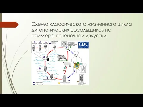 Схема классического жизненного цикла дигенетических сосальщиков на примере печёночной двуустки