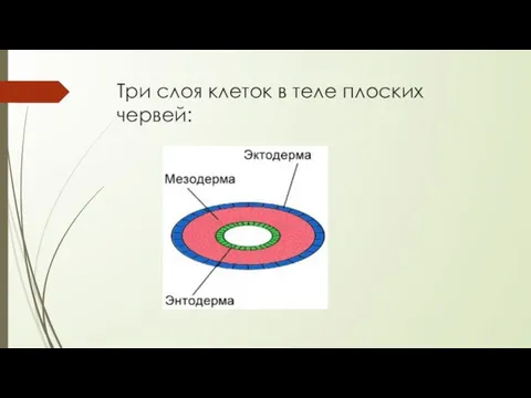 Три слоя клеток в теле плоских червей: