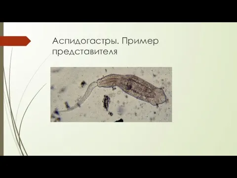 Аспидогастры. Пример представителя