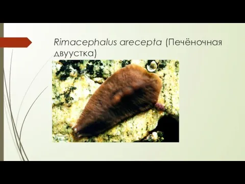 Rimacephalus arecepta (Печёночная двуустка)