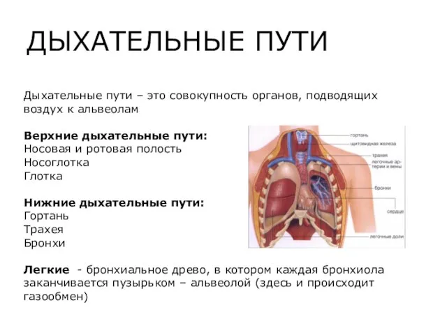 Дыхательные пути – это совокупность органов, подводящих воздух к альвеолам Верхние