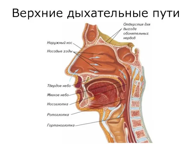 Верхние дыхательные пути