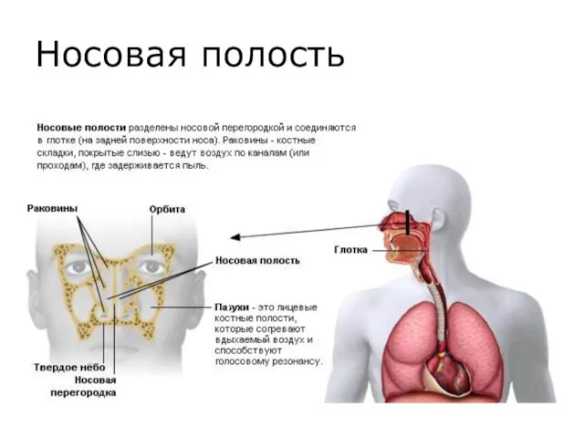 Носовая полость