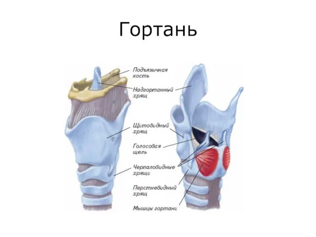 Гортань