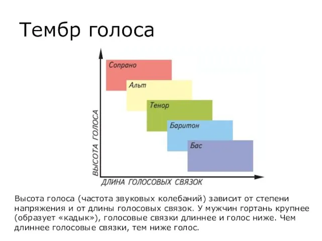 Тембр голоса Высота голоса (частота звуковых колебаний) зависит от степени напряжения