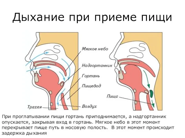 Дыхание при приеме пищи При проглатывании пищи гортань приподнимается, а надгортанник