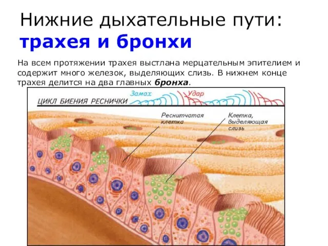 Нижние дыхательные пути: трахея и бронхи На всем протяжении трахея выстлана