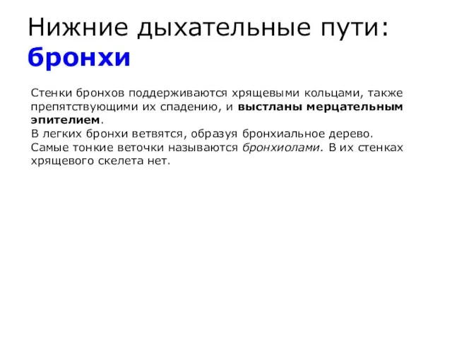 Нижние дыхательные пути: бронхи Стенки бронхов поддерживаются хрящевыми кольцами, также препятствующими