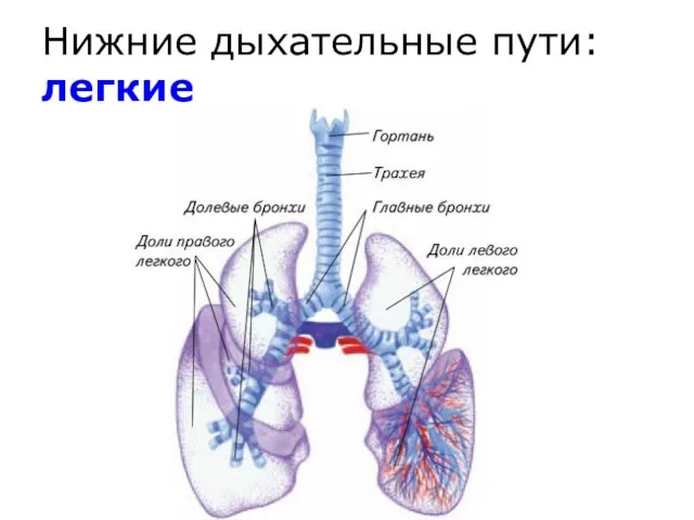 Нижние дыхательные пути: легкие