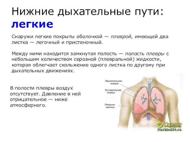 Нижние дыхательные пути: легкие Снаружи легкие покрыты оболочкой — плеврой, имеющей