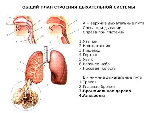 А – верхние дыхательные пути Слева при дыхании Справа при глотании