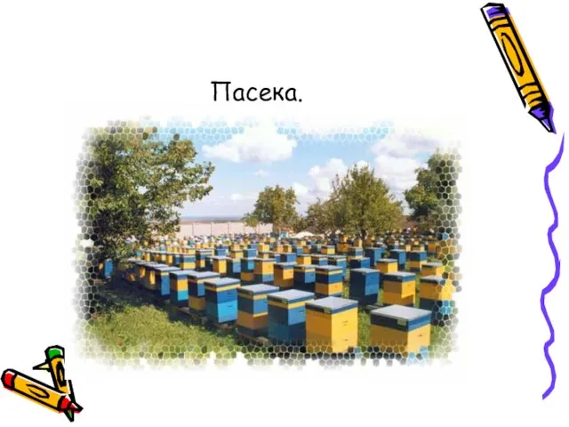 Пасека.