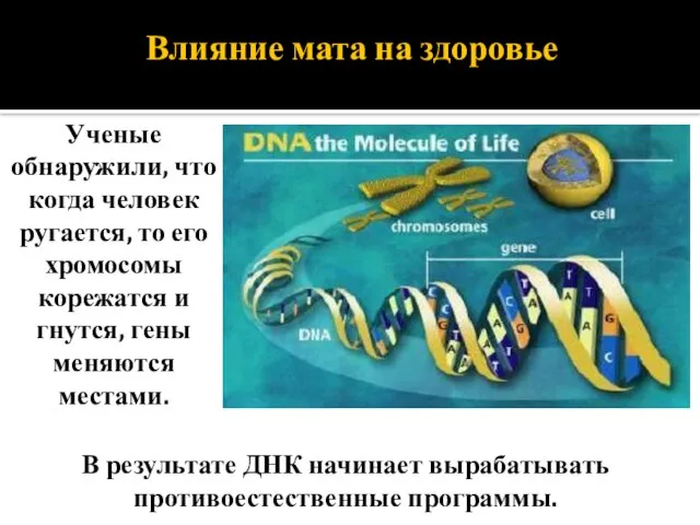 Влияние мата на здоровье В результате ДНК начинает вырабатывать противоестественные программы.