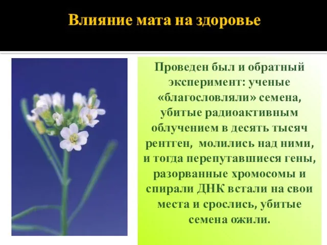 Влияние мата на здоровье Проведен был и обратный эксперимент: ученые «благословляли»