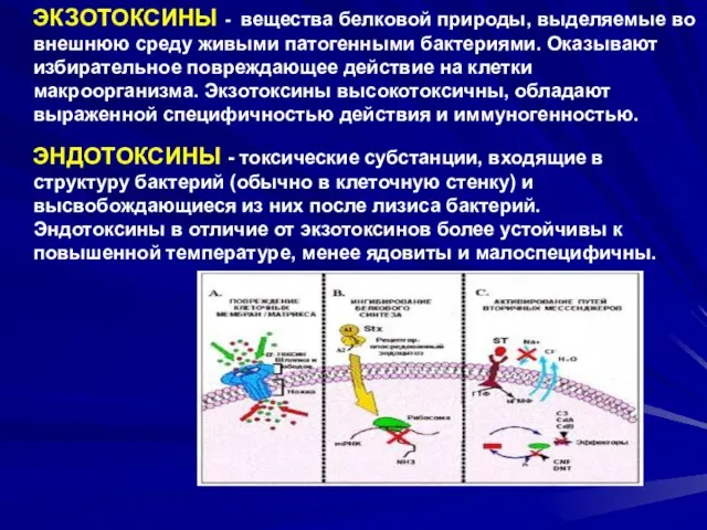 ЭКЗОТОКСИНЫ - вещества белковой природы, выделяемые во внешнюю среду живыми патогенными