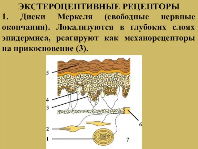 1. Диски Меркеля (свободные нервные окончания). Локализуются в глубоких слоях эпидермиса,