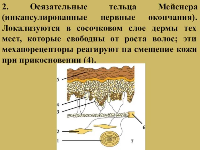 2. Осязательные тельца Мейснера (инкапсулированные нервные окончания). Локализуются в сосочковом слое