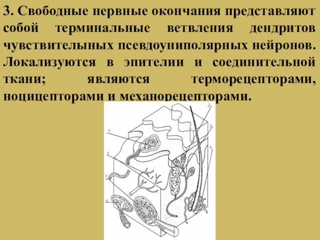 3. Свободные нервные окончания представляют собой терминальные ветвления дендритов чувствителыных псевдоуниполярных