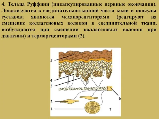 4. Тельца Руффини (инкапсулированные нервные окончания). Локализуются в соединительнотканной части кожи