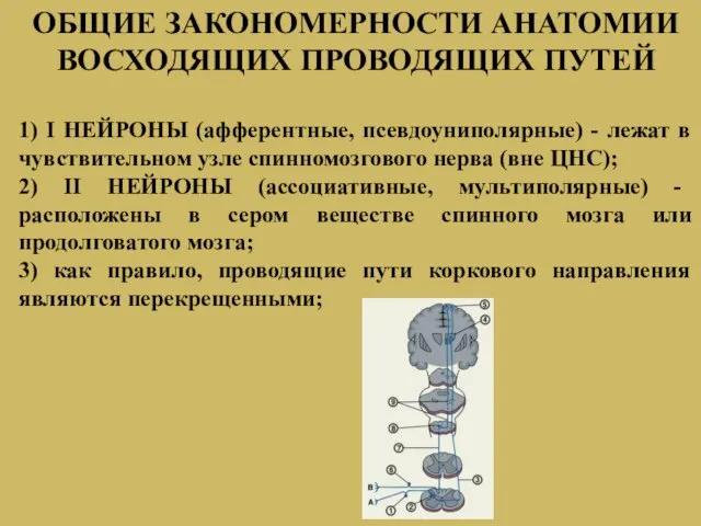 ОБЩИЕ ЗАКОНОМЕРНОСТИ АНАТОМИИ ВОСХОДЯЩИХ ПРОВОДЯЩИХ ПУТЕЙ 1) I НЕЙРОНЫ (афферентные, псевдоуниполярные)