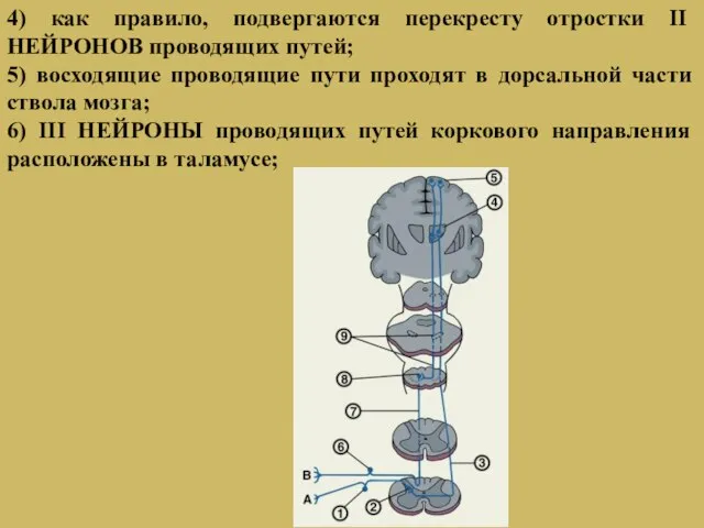 4) как правило, подвергаются перекресту отростки II НЕЙРОНОВ проводящих путей; 5)