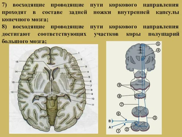 7) восходящие проводящие пути коркового направления проходят в составе задней ножки