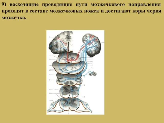 9) восходящие проводящие пути мозжечкового направления проходят в составе мозжечковых ножек и достигают коры червя мозжечка.