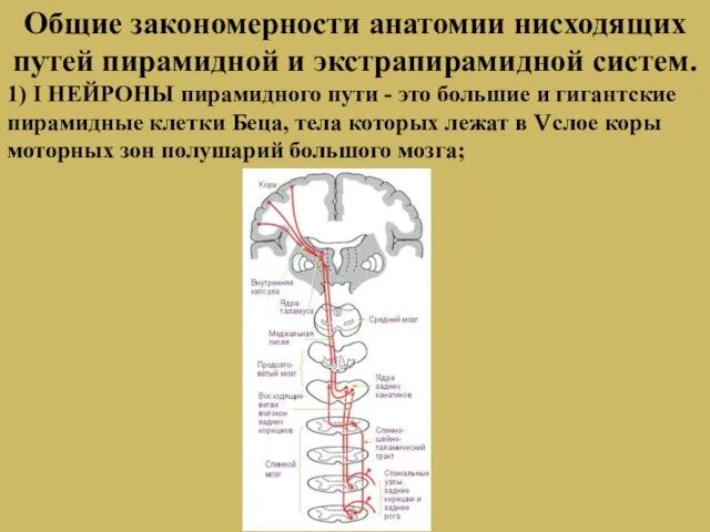 Общие закономерности анатомии нисходящих путей пирамидной и экстрапирамидной систем. 1) I