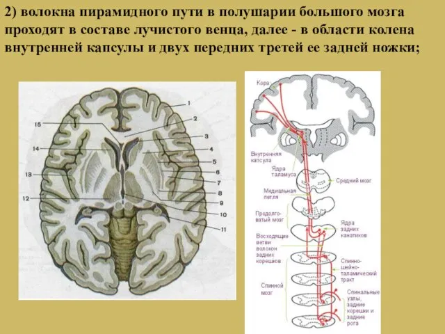2) волокна пирамидного пути в полушарии большого мозга проходят в составе