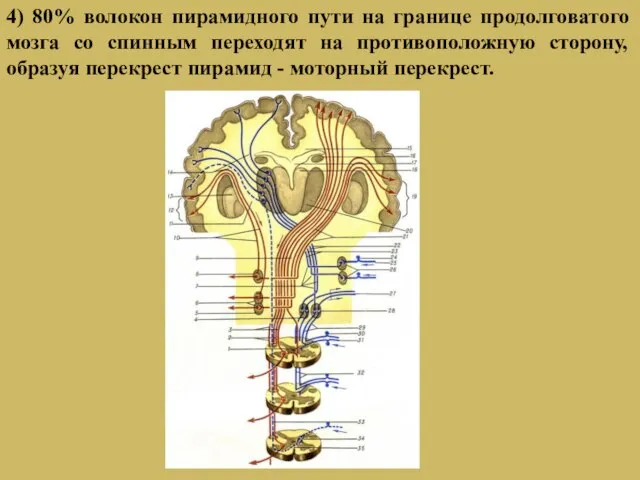 4) 80% волокон пирамидного пути на границе продолговатого мозга со спинным