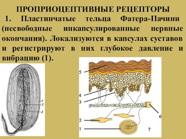 1. Пластинчатые тельца Фатера-Пачини (несвободные инкапсулированные нервные окончания). Локализуются в капсулах