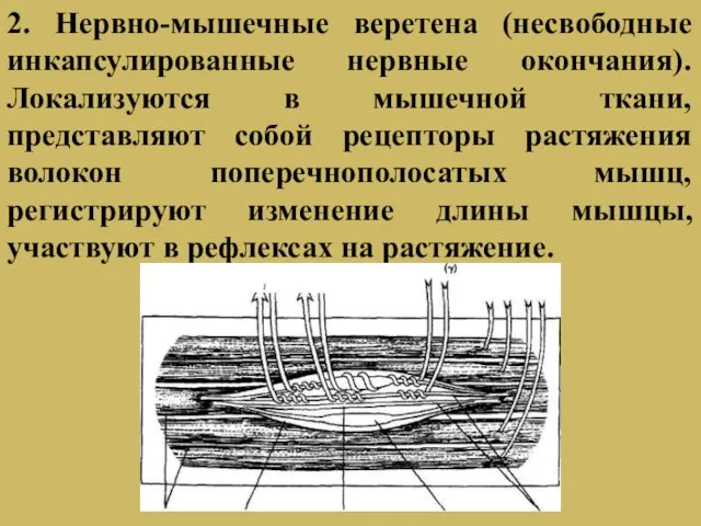 2. Нервно-мышечные веретена (несвободные инкапсулированные нервные окончания). Локализуются в мышечной ткани,