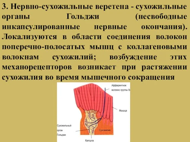 3. Нервно-сухожильные веретена - сухожильные органы Гольджи (несвободные инкапсулированные нервные окончания).