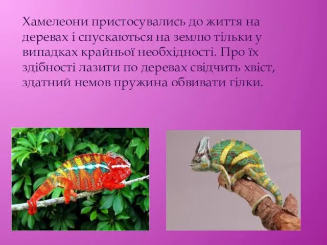 Хамелеони пристосувались до життя на деревах і спускаються на землю тільки