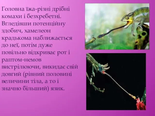 Головна їжа-різні дрібні комахи і безхребетні. Вгледівши потенційну здобич, хамелеон крадькома