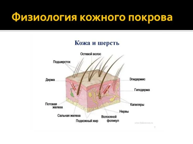 Физиология кожного покрова