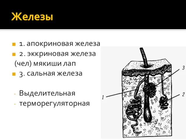 Железы 1. апокриновая железа 2. эккриновая железа (чел) мякиши лап 3. сальная железа Выделительная терморегуляторная