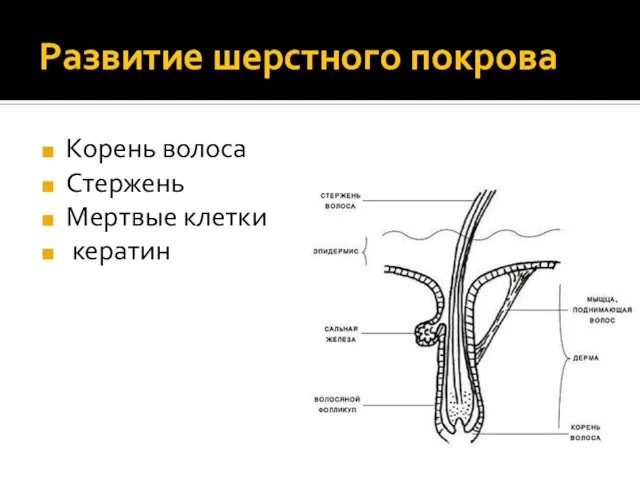 Развитие шерстного покрова Корень волоса Стержень Мертвые клетки кератин