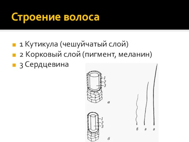 Строение волоса 1 Кутикула (чешуйчатый слой) 2 Корковый слой (пигмент, меланин) 3 Сердцевина