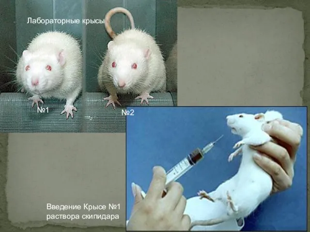 Лабораторные крысы №1 №2 Введение Крысе №1 раствора скипидара