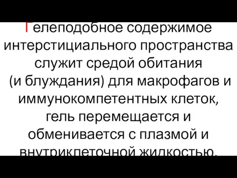 Гелеподобное содержимое интерстициального пространства служит средой обитания (и блуждания) для макрофагов