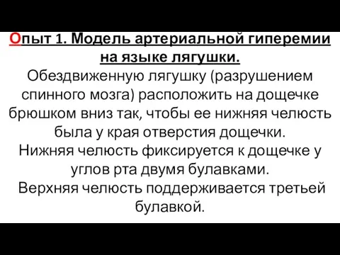 Опыт 1. Модель артериальной гиперемии на языке лягушки. Обездвиженную лягушку (разрушением