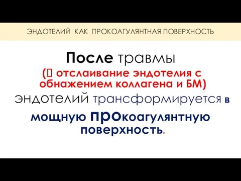 ЭНДОТЕЛИЙ КАК ПРОКОАГУЛЯНТНАЯ ПОВЕРХНОСТЬ После травмы (? отслаивание эндотелия с обнажением