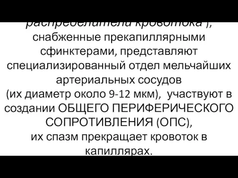 Терминальные артериолы (сосуды-распределители кровотока ), снабженные прекапиллярными сфинктерами, представляют специализированный отдел