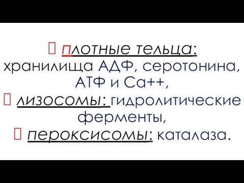 ? плотные тельца: хранилища АДФ, серотонина, АТФ и Са++, ? лизосомы: гидролитические ферменты, ? пероксисомы: каталаза.