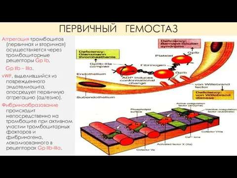 ПЕРВИЧНЫЙ ГЕМОСТАЗ Аггрегация тромбоцитов (первичная и вторичная) осуществляется через тромбоцитарные рецепторы