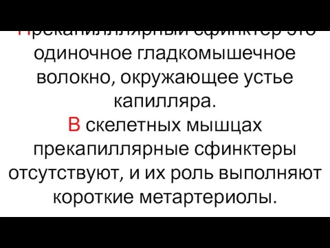 Прекапилллярный сфинктер это одиночное гладкомышечное волокно, окружающее устье капилляра. В скелетных