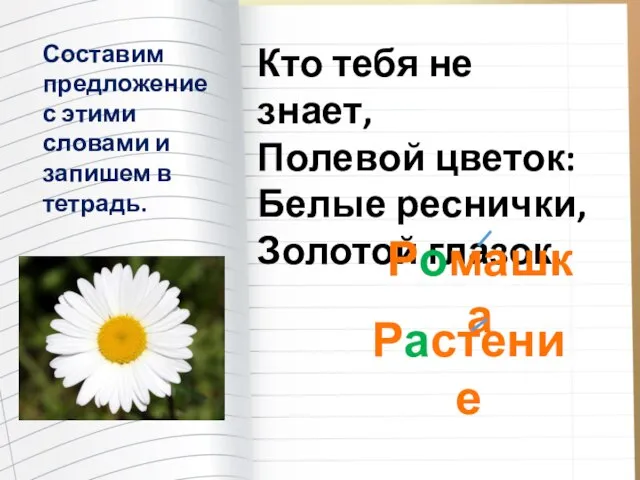 Кто тебя не знает, Полевой цветок: Белые реснички, Золотой глазок. Ромашка