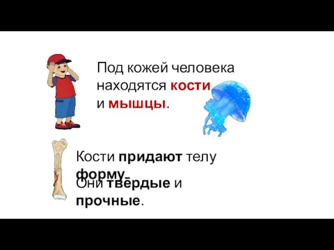 Под кожей человека находятся кости и мышцы. Кости придают телу форму. Они твёрдые и прочные.