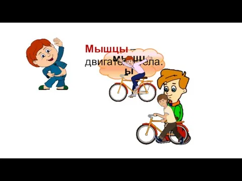 мышцы Мышцы – двигатели тела.